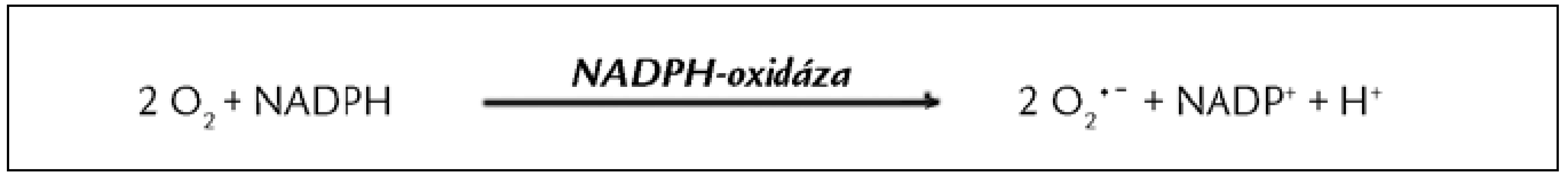 Reakce katalyzovaná NADPH-oxidázou [35]. NADPH-oxidáza katalyzuje vznik superoxidu (O<sub>2</sub> <sup>•</sup>¯) jednoelektronovou redukcí kyslíku.