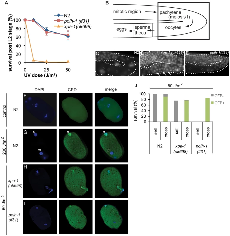 <i>C. elegans polh-1</i> and <i>xpa-1</i> adults and embryos exposed to UV at different stages during development.