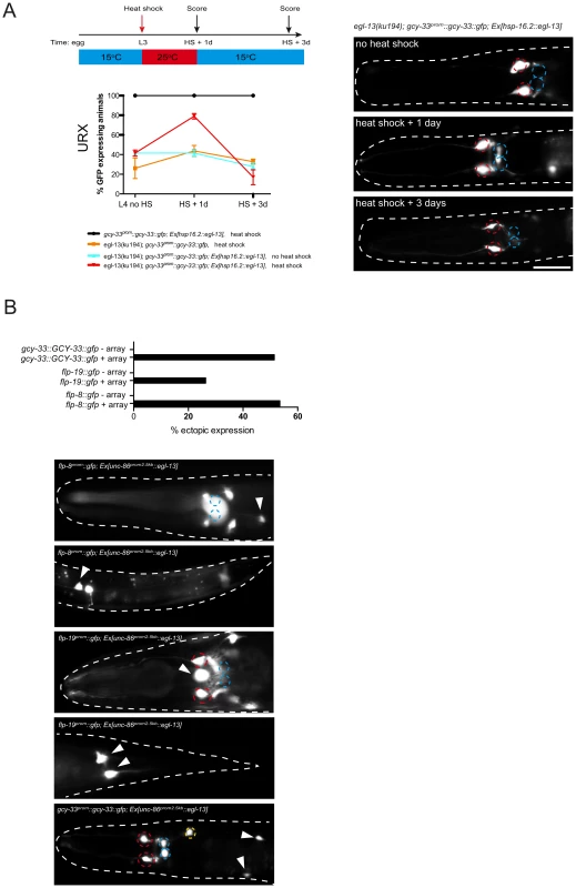 <i>egl-13</i> is required and sufficient to induce O<sub>2</sub>- and CO<sub>2</sub>-sensing neuron fate.