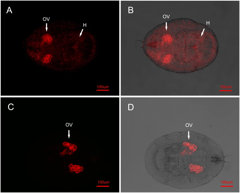 FISH detection of <i>Wolbachia</i> in AsiaII7 whitefly.