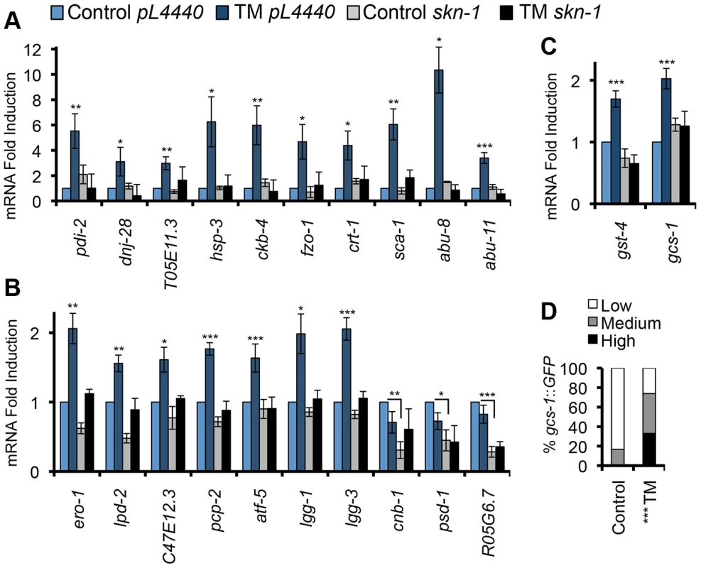 SKN-1 regulates diverse functions in response to ER stress.