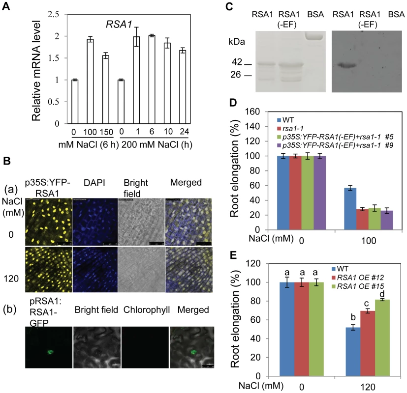 RSA1 is localized in the nucleus and has calcium-binding activity.