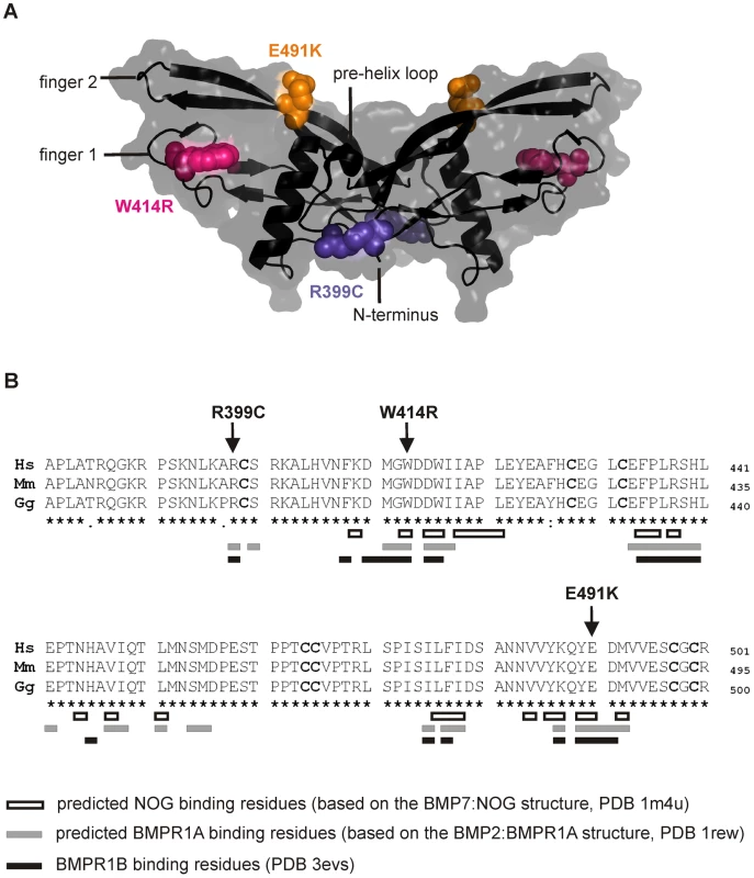 GDF5<sup>W414R</sup> is positioned within the NOG and BMPR1A/B binding interface of the GDF5 dimer.