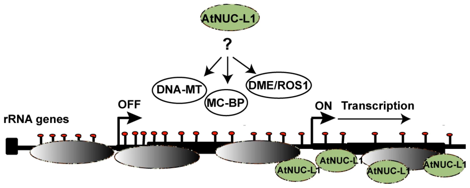 AtNUC-L1 controls symmetrical DNA methylation and nucleosome positioning to determine the “on” or “off” state of transcriptionally active rRNA genes.