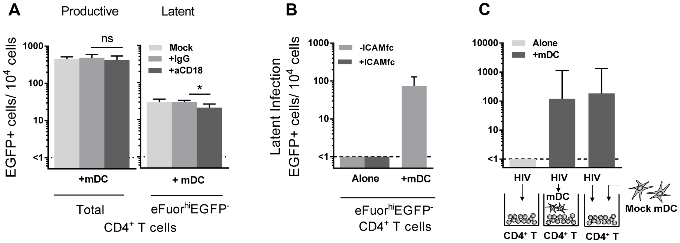 DC-T cell interactions.