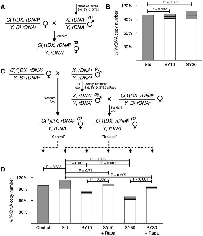 Adult diet changes rDNA copy number of progeny.
