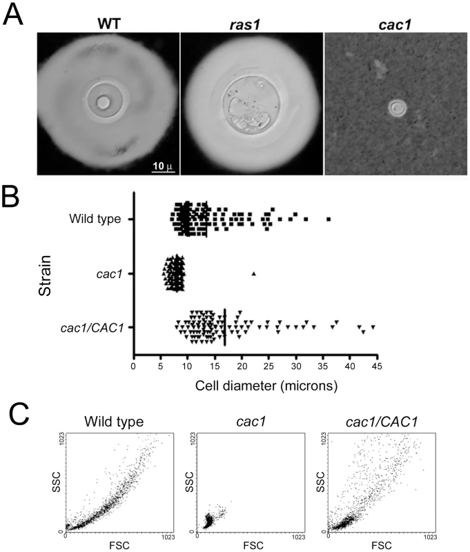 Giant cell formation depends on cAMP, but not Ras1.