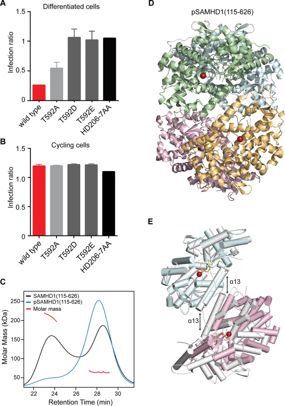 The effect of phosphorylation on SAMHD1 restriction and tetramerisation.