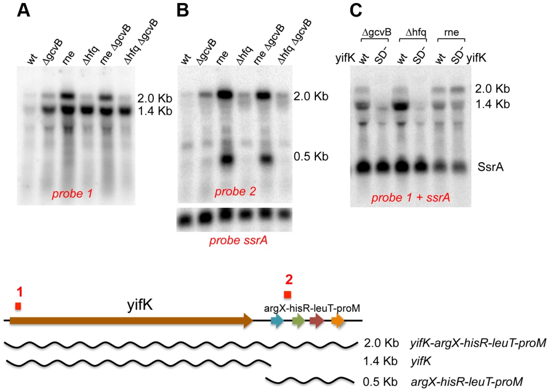 Northern blot analysis of <i>yifK</i> transcription.