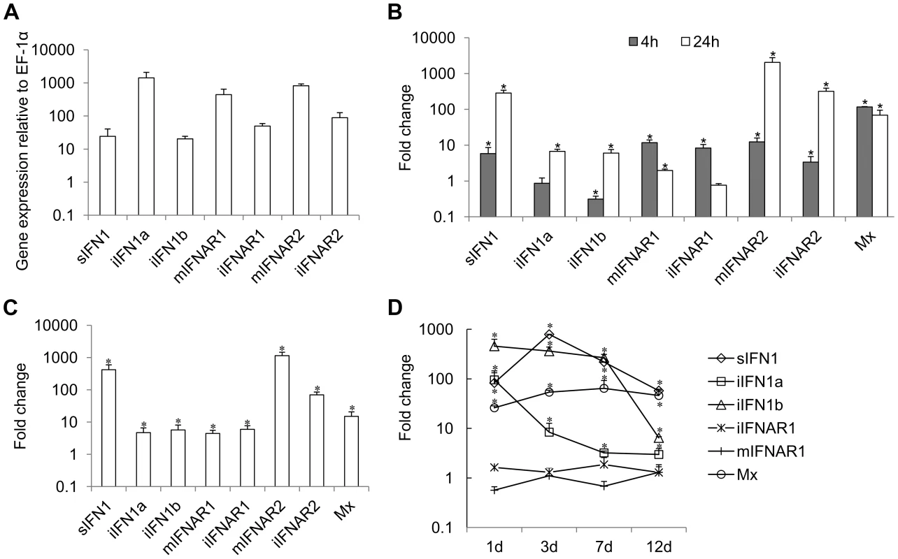 Expression of IFN1 and IFNAR variants in RTG-2 cells.