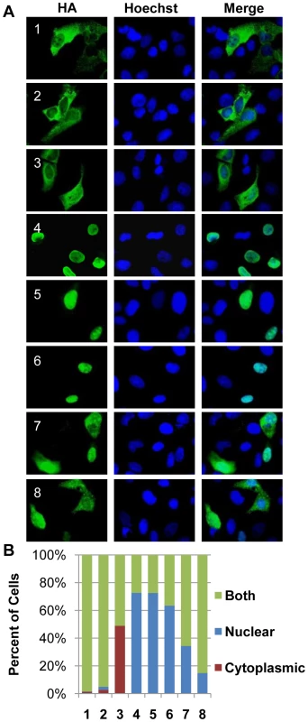 Localization of the CHPKs in U-2 OS cells.