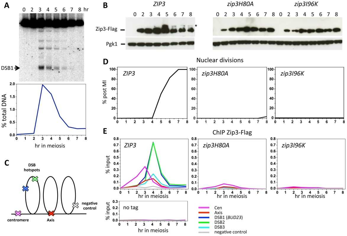 Zip3 SUMO ligase activity is required for Zip3 association with centromeres, axes, and meiotic double-strand break sites.