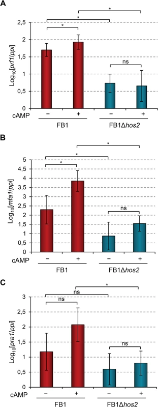 Hos2 is required for cAMP-induced expression of mating-type genes.