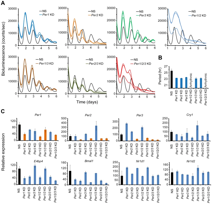 shRNA-mediated single and composite knockdown effects of <i>Per1</i>, <i>Per2</i> and <i>Per3</i> in MMH-D3 hepatocytes.