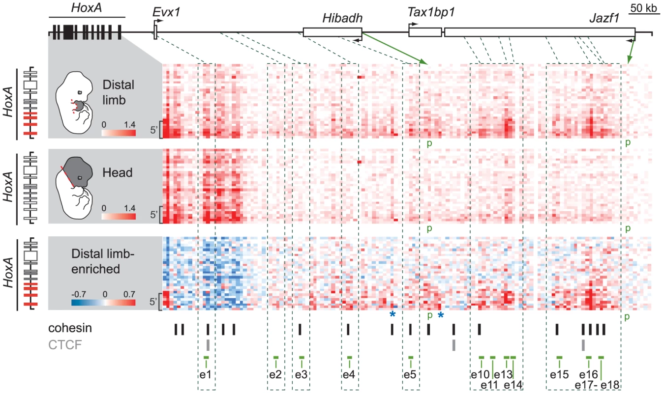 Several candidate enhancers interact specifically with 5′ <i>HoxA</i> genes in the limb.
