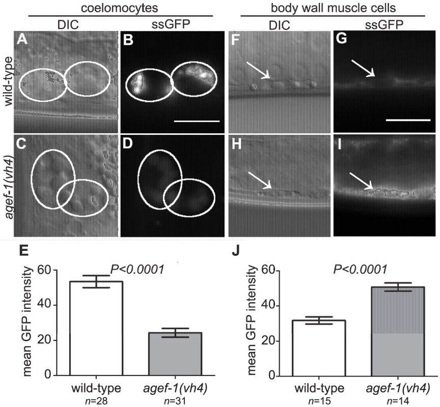 Secretion defect from the body wall muscle cells in <i>agef-1(vh4)</i> mutants.