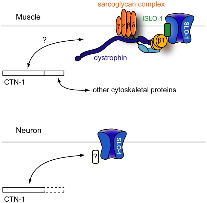 A model for CTN-1 function.