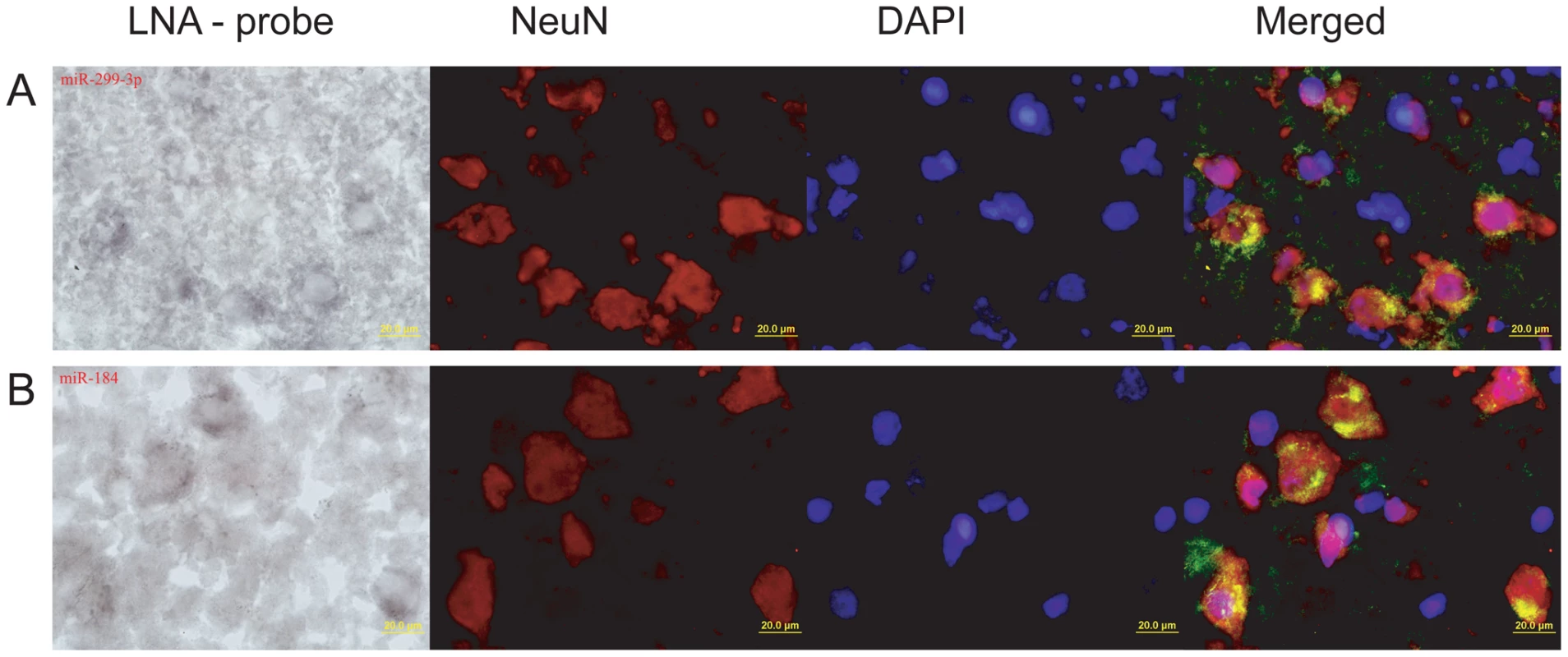 <i>In situ</i> staining of miR-184 and miR-299-3p in prefrontal cortex.