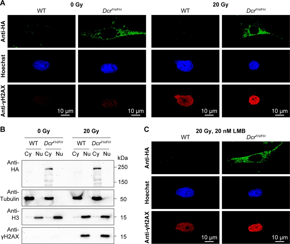 Dicer does not translocate to the nucleus after DNA damage.