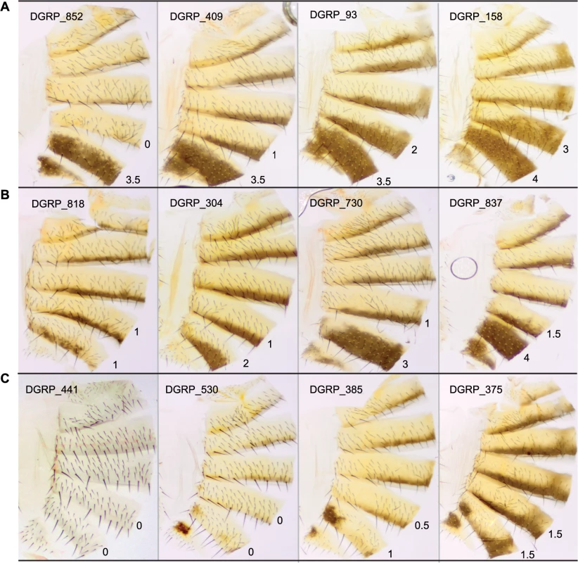 Natural variation in T5 and T6 pigmentation in the DGRP.