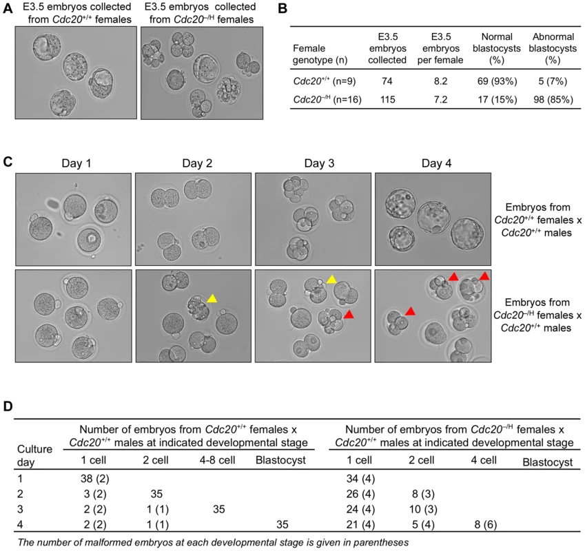 <i>Cdc20</i><sup>−/H</sup> eggs fertilized by <i>Cdc20</i><sup>+/+</sup> males rarely develop into blastocysts.