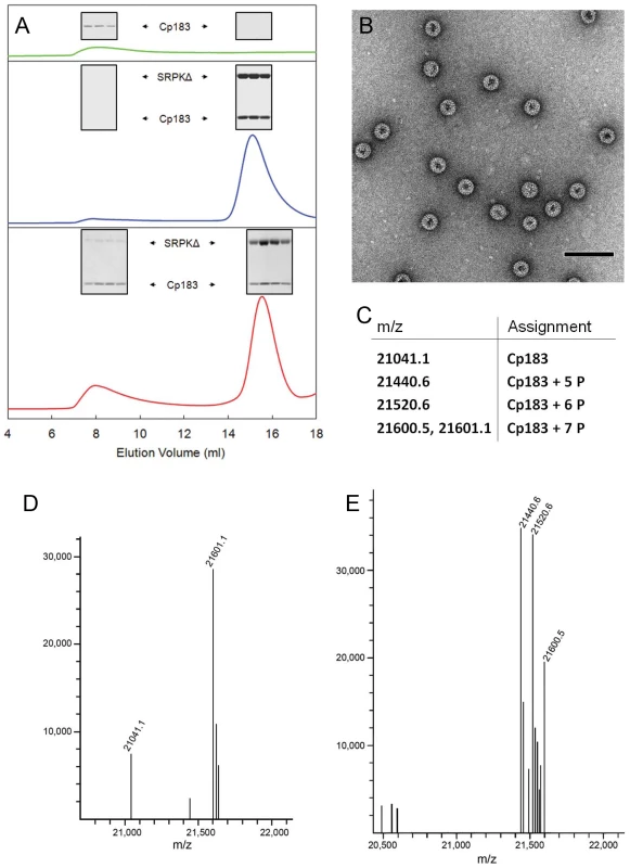 <i>In vitro</i> SRPKΔ-gated HBV capsid assembly.