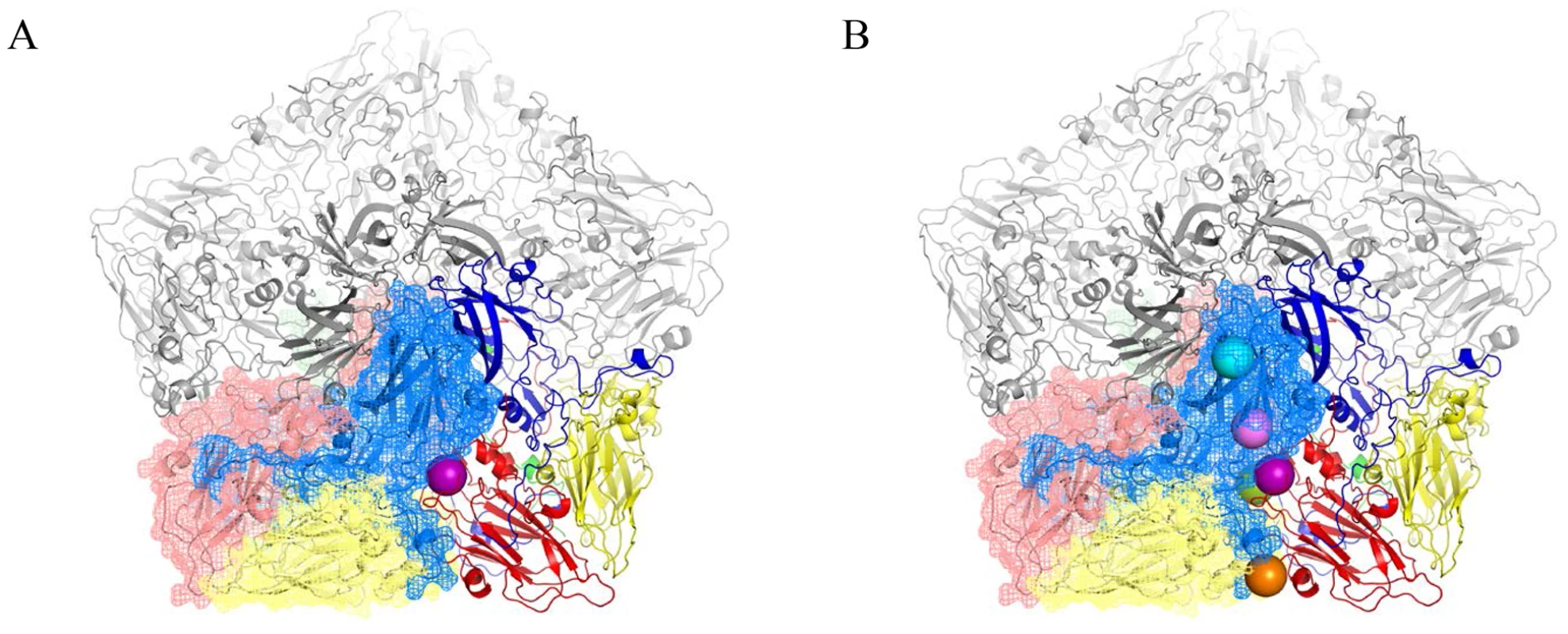 BSOr mutations are located at the interface between protomers.