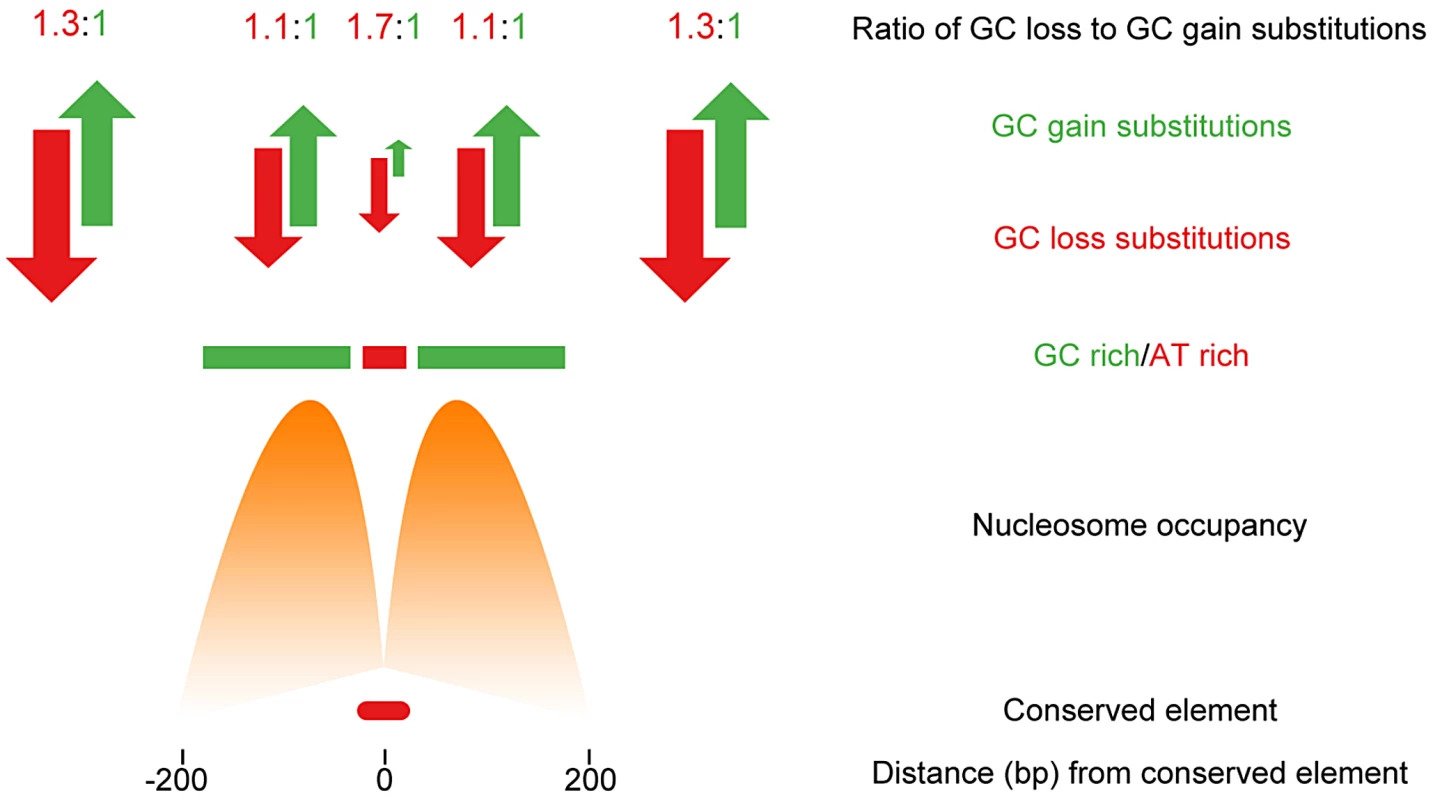 Non-neutral evolution within large regions flanking CNEs in <i>Drosophila</i> acts to maintain sequence composition and favourable nucleosome positioning.