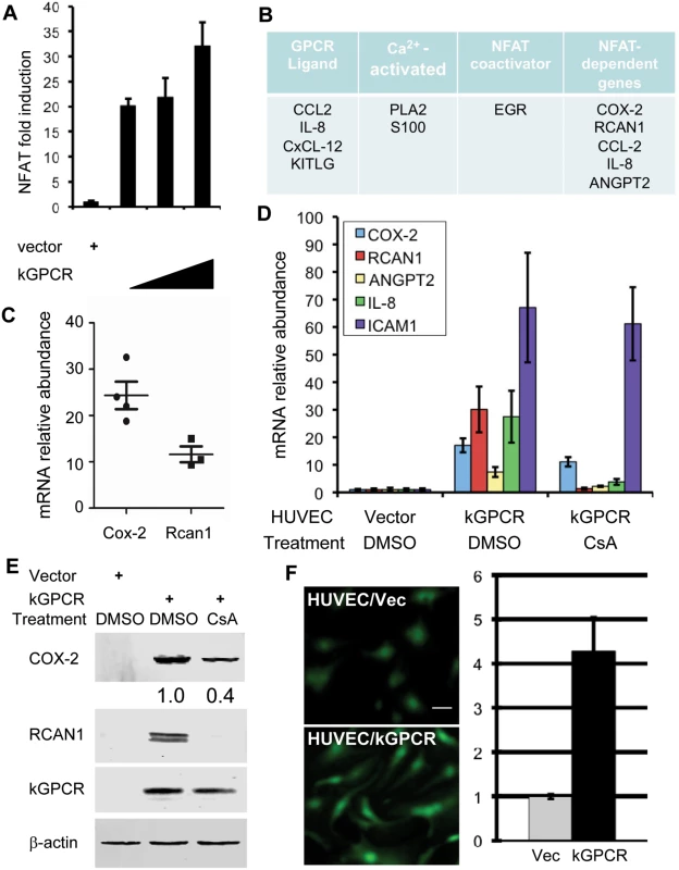 kGPCR activates the NFAT signaling cascade.