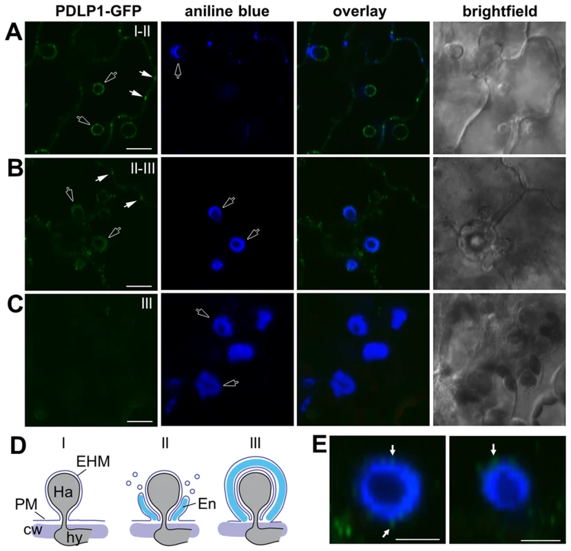 PDLPs localise to the extra-haustorial membrane.