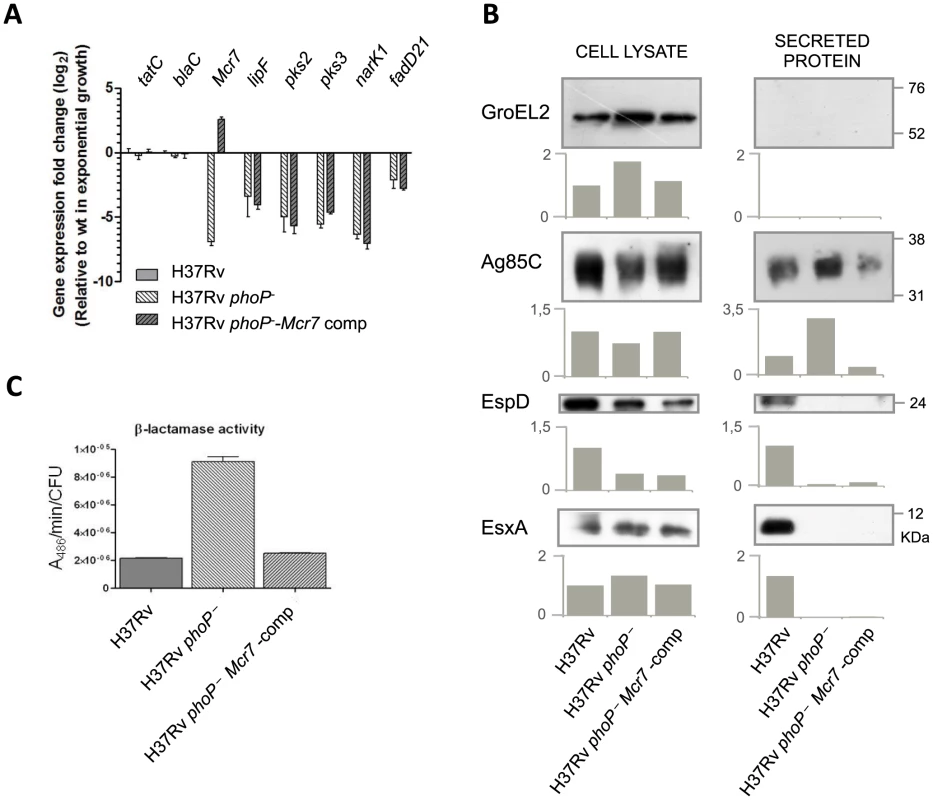 Reintroduction of <i>mcr7</i> in an <i>M. tuberculosis phoP</i> mutant restores secretion of Tat-dependent substrates to wild type levels.