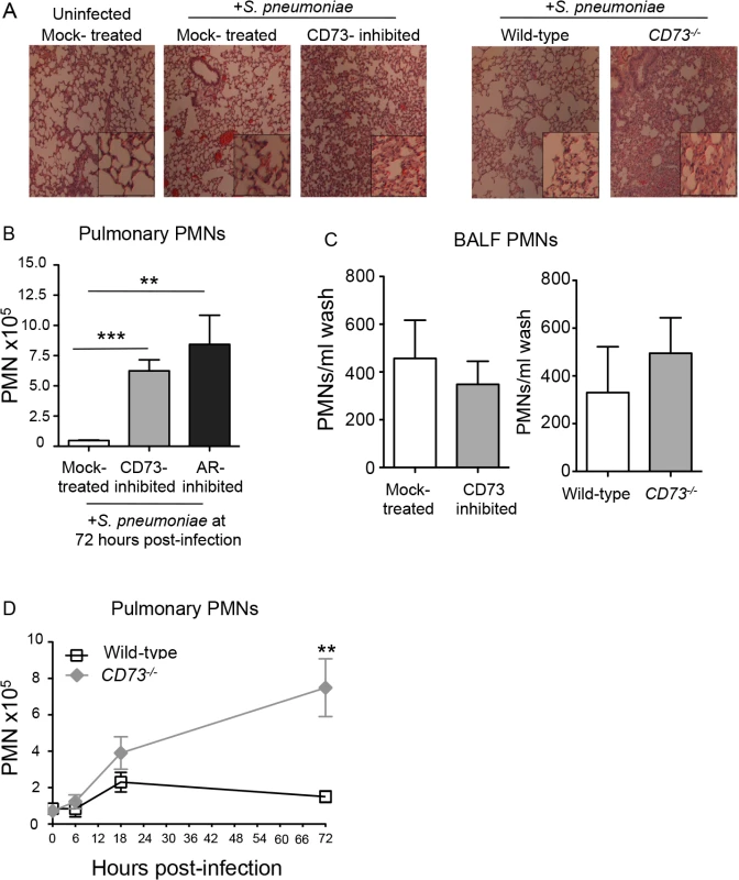 Inhibition of EAD production or signaling significantly increases PMN numbers in the pulmonary tissues.