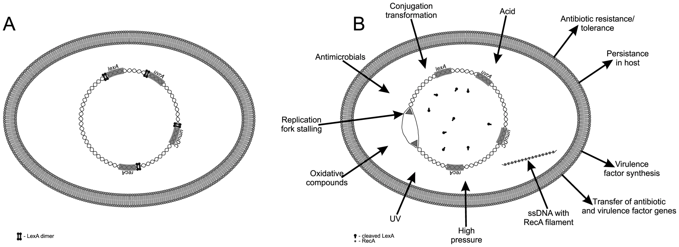 The bacterial SOS response.