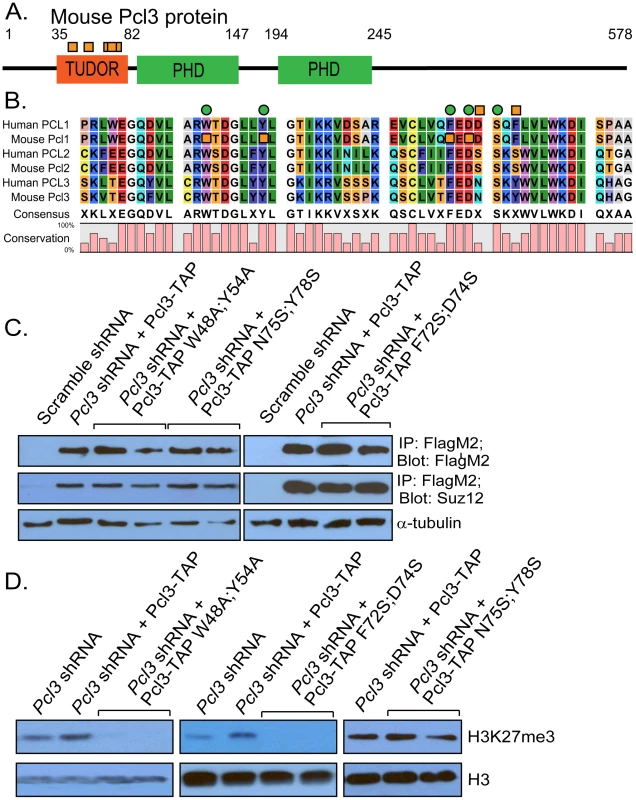 Pcl3 requires Tudor domain residues for function.