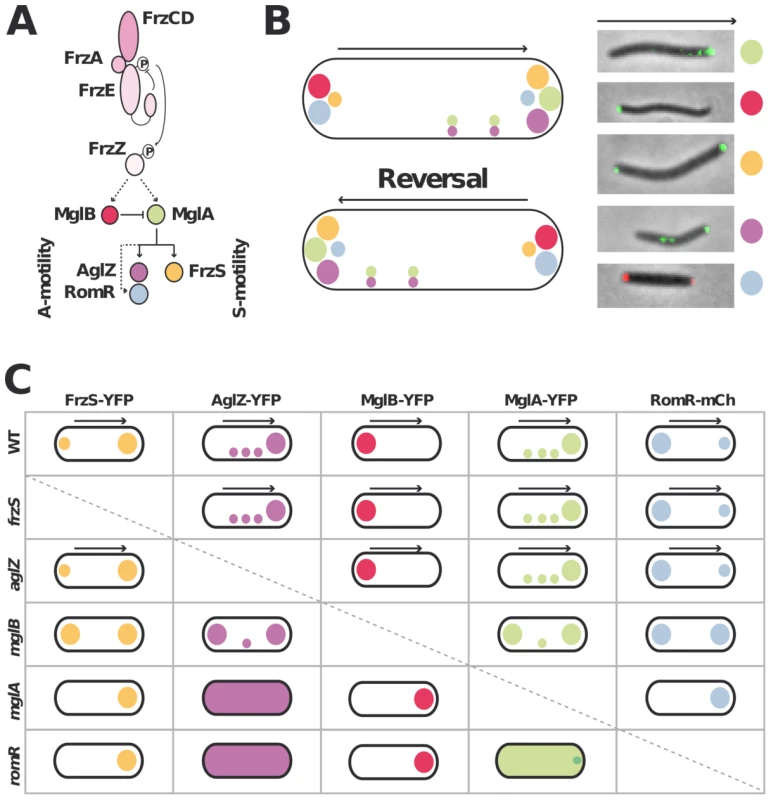 Analysis of motility protein localization interdependence network.