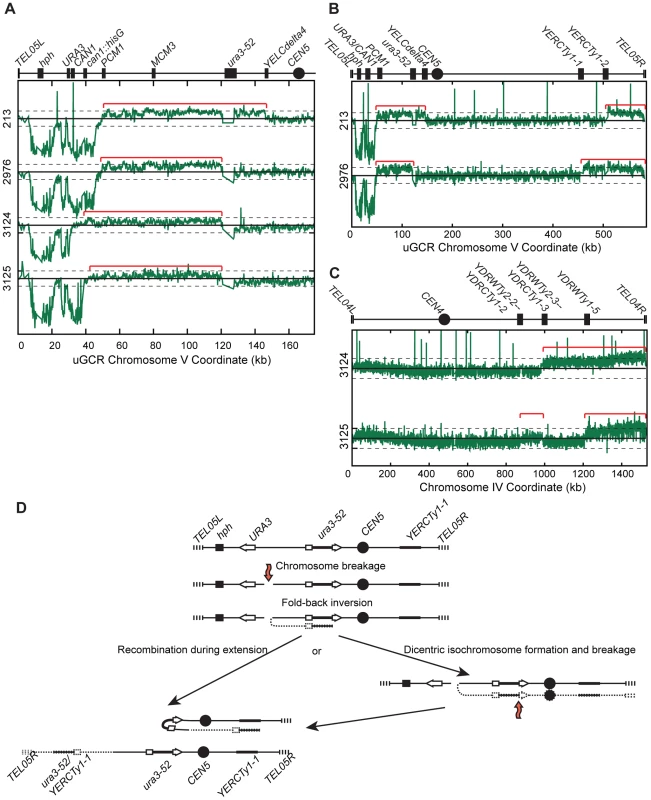 <i>hph</i>− GCRs associated with chrV larger than wild-type contain duplicated chrV sequences.