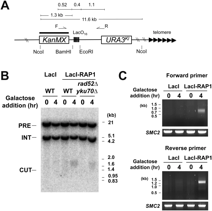 DSB induction at the LacO<sub>16</sub> repeat after LacI-Rap1 expression.