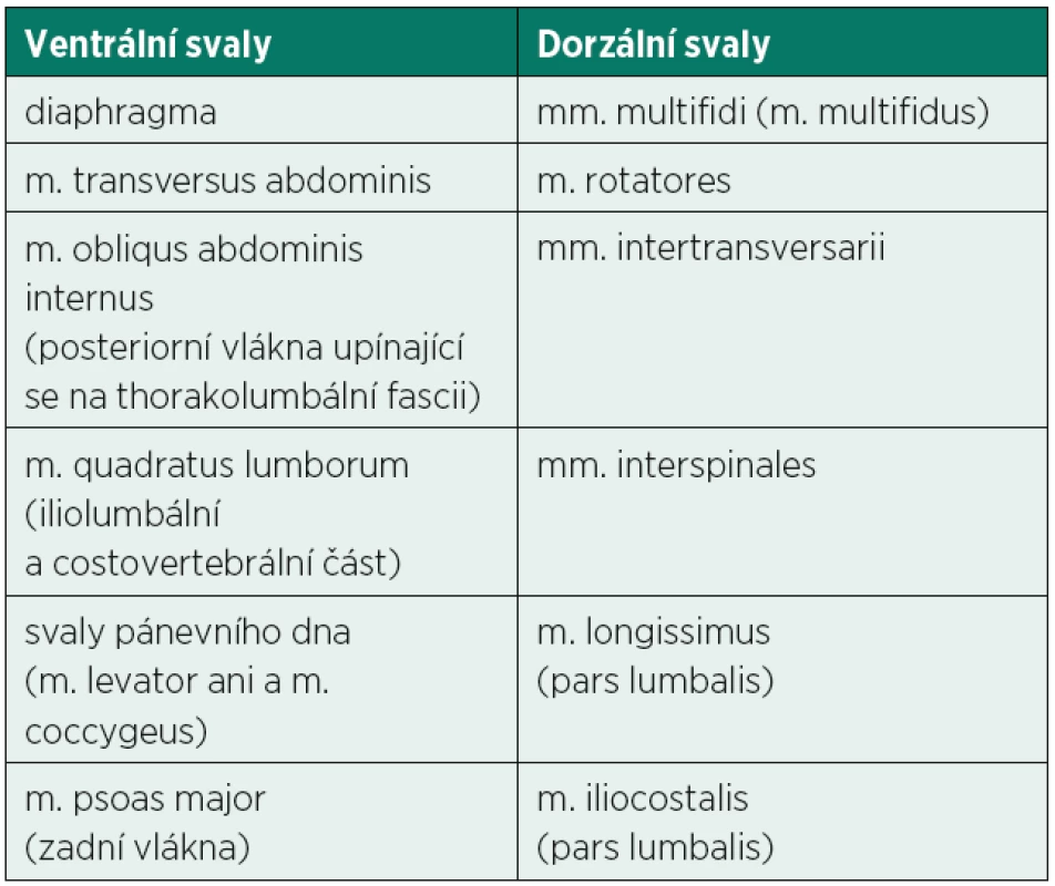 Svaly zajišťující rovnováhu bederní páteře působením z ventrální a dorzální strany. Ventrální skupina svalů vytváří nitrobřišní tlak, který se přenáší na bederní páteř zepředu.
Dorzální svaly vytvářejí jejich antagonisty (22).