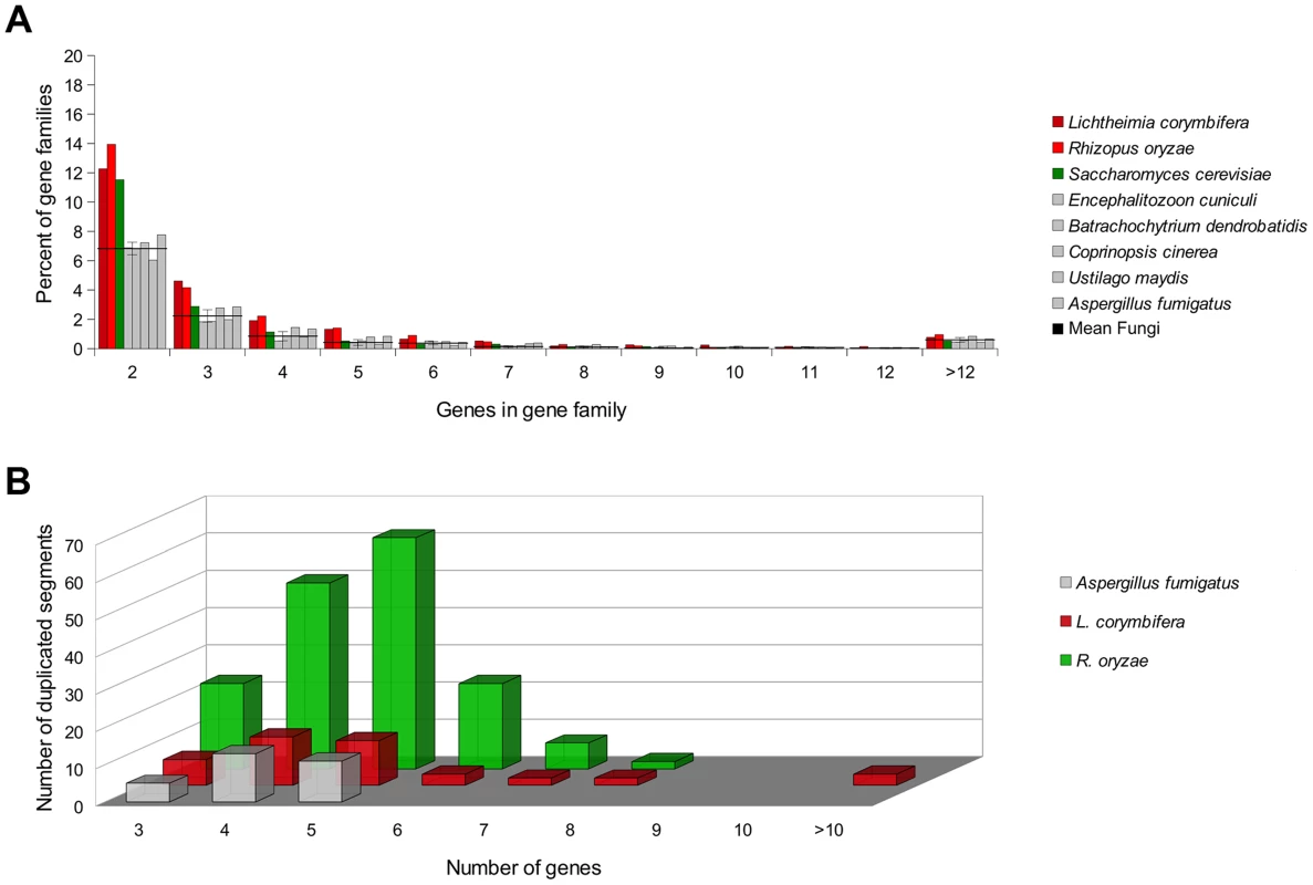 Gene duplication and duplication of genomic regions within mucoralean genomes in comparison to the genome of <i>A. fumigatus</i>, which (i) inhabits the same natural habitats and (ii) causes similar symptomatology in human like <i>L. corymbifera</i> and (iii) serves as model organism for causative agents of invasive mycoses <em class="ref">[56]</em>, <em class="ref">[75]</em>.