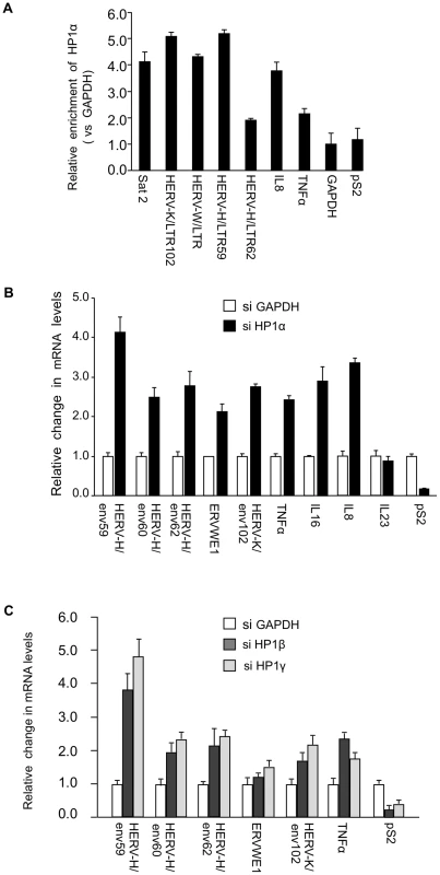 HP1α involved in silencing of HERVs and cytokines.