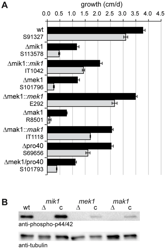 Growth tests and phosphorylation studies.