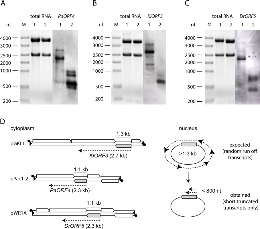 Northern blot analysis of immRNA from different genetic backgrounds.
