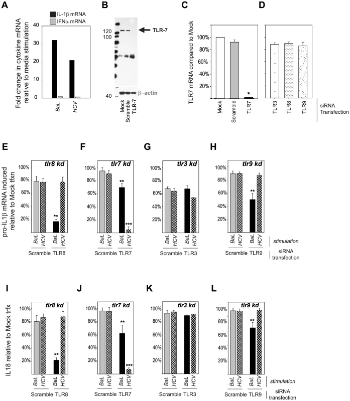 Differential importance of endosomal TLRs in inflammasome sensing of HIV and HCV.