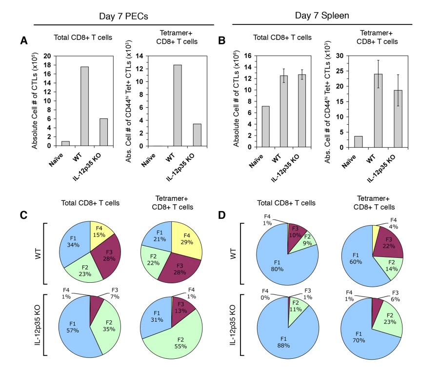 Primary CTL activation and differentiation in <i>Il12a</i><sup>−/−</sup> mice.