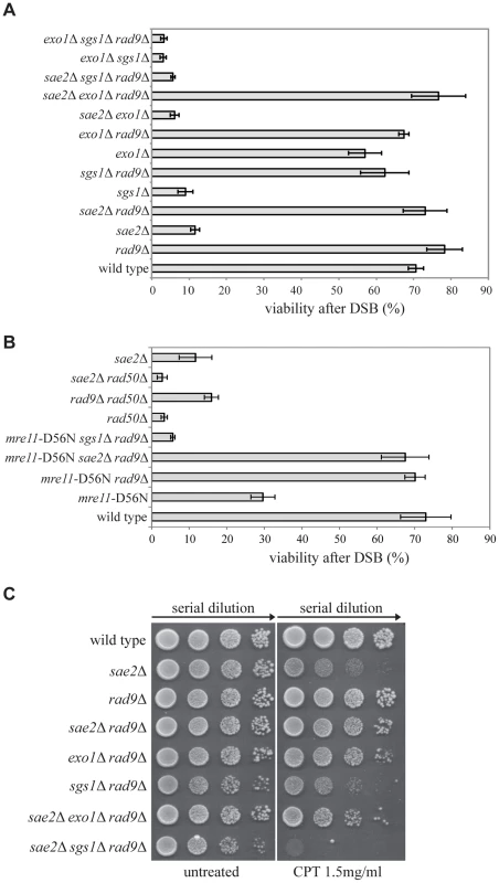 Deletion of <i>RAD9</i> rescues <i>sae2</i>Δ and <i>mre11</i>-D56N cell viability following DSBs through <i>SGS1</i>.