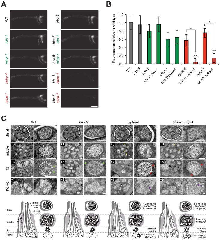<i>C</i>. <i>elegans</i> NPHP genes synthetically interact with <i>bbs-5</i> to affect ciliary structure.