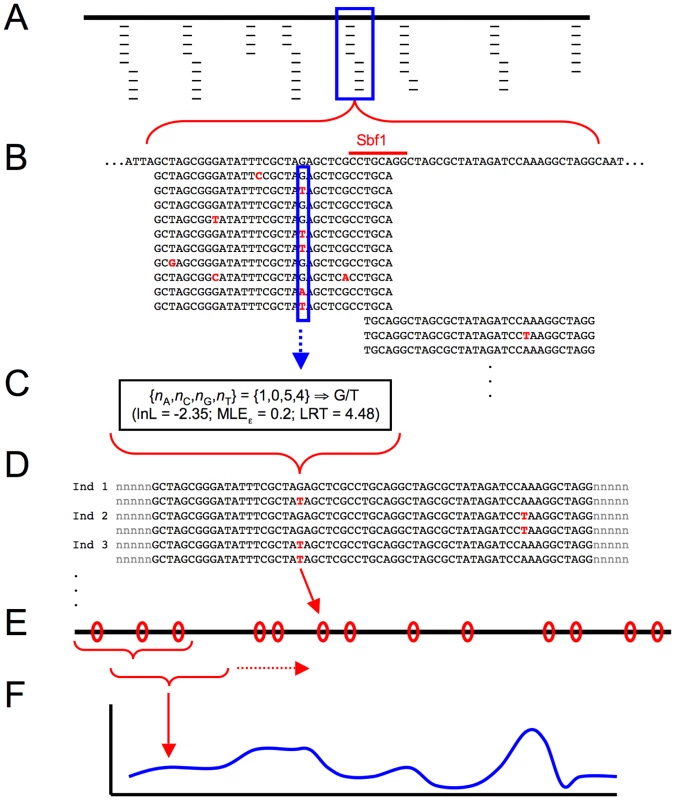 Schematic diagram of population genomic data analysis using RAD sequencing.