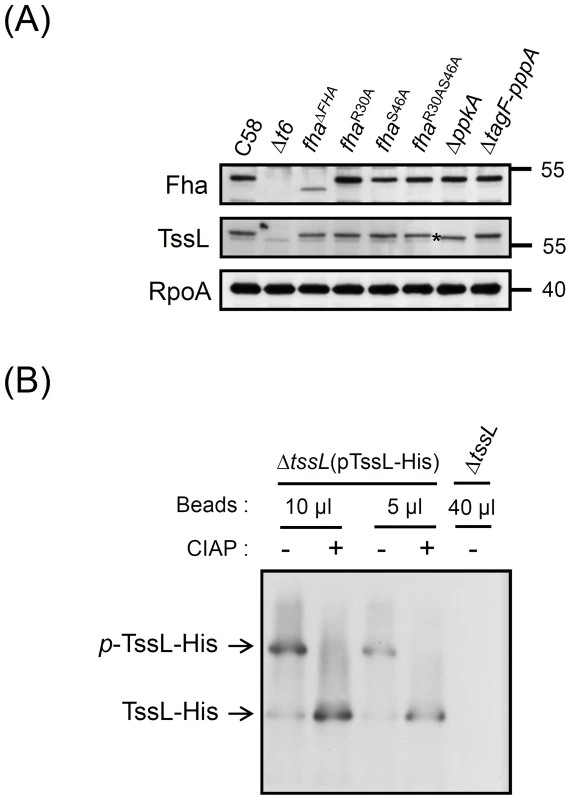 TssL phosphorylation analysis by Phos-tag.