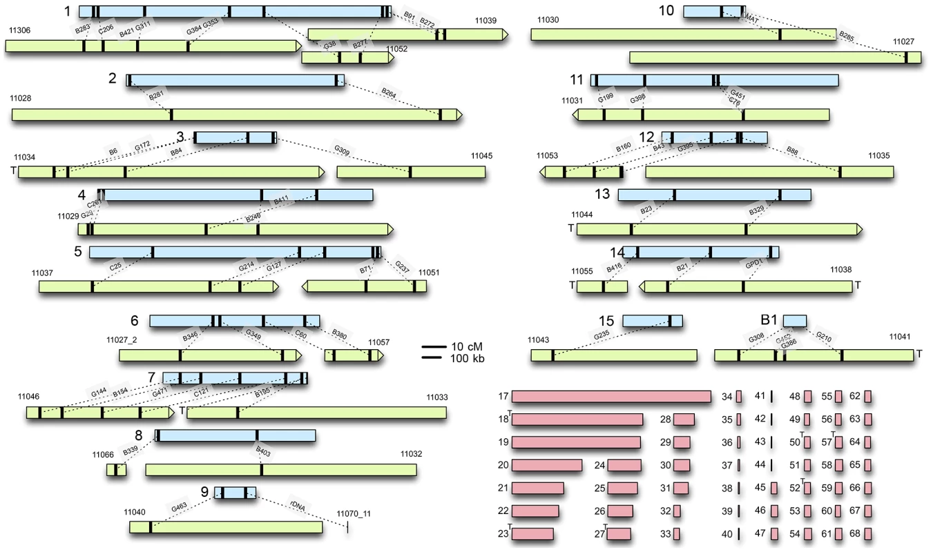 <i>C. heterostrophus</i> RFLP sequences anchor sequenced scaffolds to the genetic map.