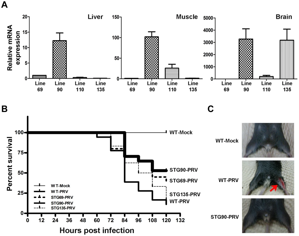 High expression of 3D8 scFv in the muscle and brain of STG90 mice.